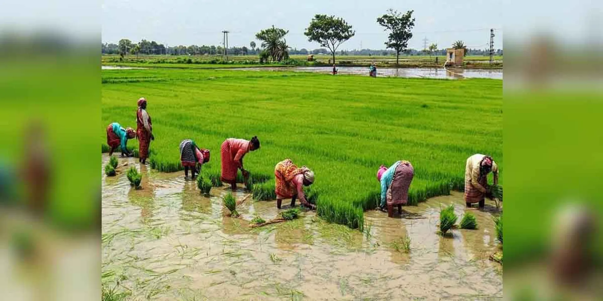  61.09 crore Cultivation Package Scheme for Kuruvai Cultivation-CM Announcement!